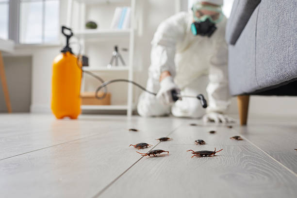 Post-Treatment Bed Bug Interceptor Monitoring in Elm Creek
